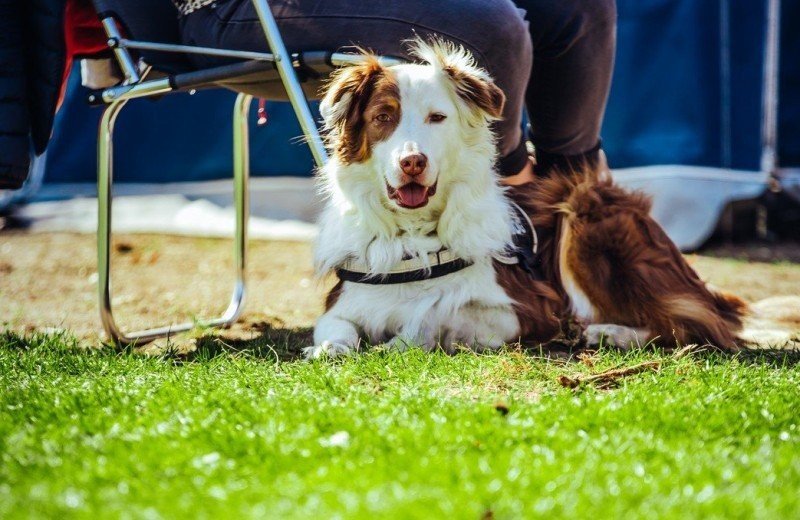 Honden toegestaan op camping beringerzand in limburg
