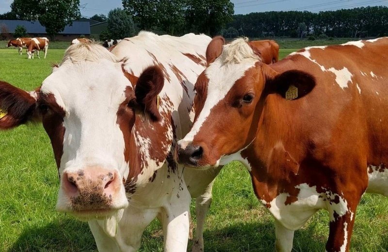 Kinderurlaub niederlande khe beringerzand